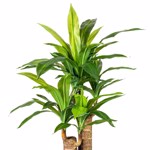 Planta artificiala x2 Dracaena in ghiveci - 80 cm