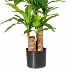 Planta artificiala x2 Dracaena in ghiveci - 80 cm