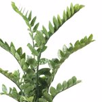 Planta artificiala Zamioculcas in ghiveci - 110 cm
