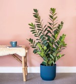 Planta artificiala Zamioculcas in ghiveci - 110 cm