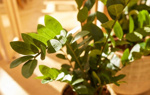 Planta artificiala Zamioculcas in ghiveci - 130 cm