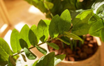 Planta artificiala Zamioculcas in ghiveci - 70 cm