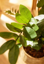 Planta artificiala Zamioculcas in ghiveci - 70 cm