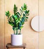 Planta artificiala Zamioculcas in ghiveci - 70 cm
