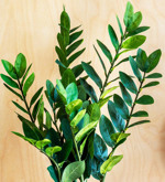 Planta artificiala Zamioculcas in ghiveci - 70 cm