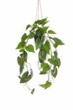 Planta curgatoare Philodendron scandens in ghiveci - 80 cm