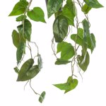 Planta curgatoare Philodendron scandens in ghiveci - 80 cm
