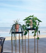 Planta curgatoare Philodendron scandens in ghiveci - 80 cm