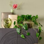 Planta curgatoare Philodendron scandens in ghiveci - 80 cm