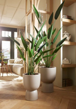 Planta Heliconia artificiala in ghiveci - 125 cm