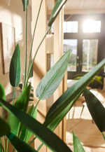 Planta Heliconia artificiala in ghiveci - 125 cm