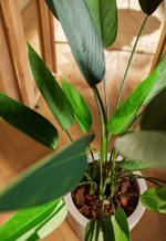 Planta Heliconia artificiala in ghiveci - 125 cm