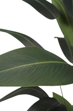Planta Heliconia artificiala in ghiveci - 175 cm