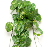 Planta artificiala curgatoare Pothos verde-crem - 135 cm