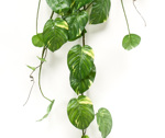 Planta artificiala curgatoare Pothos verde-crem - 135 cm