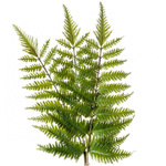 Set x3 frunze artificiale de feriga verde - 58 cm
