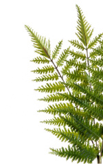 Set x3 frunze artificiale de feriga verde - 58 cm