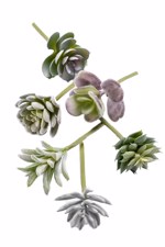 Set x6 plante suculente artificiale verde pudrat