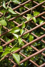 Spalier extensibil din lemn - 0.5x1.5m
