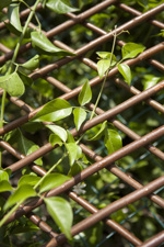 Spalier extensibil din lemn - 1x2m