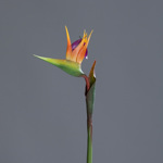 Strelitzia / pasarea paradisului artificiala portocaliu-mov - 62 cm