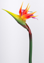 Strelitzia / pasarea paradisului artificiala portocaliu-mov - 62 cm