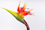 Strelitzia / pasarea paradisului artificiala portocaliu-mov - 62 cm