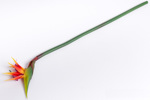 Strelitzia / pasarea paradisului artificiala portocaliu-mov - 62 cm