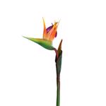 Strelitzia / pasarea paradisului artificiala portocaliu-mov - 62 cm