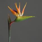 Strelitzia / pasarea paradisului artificiala portocaliu-mov  - 80 cm