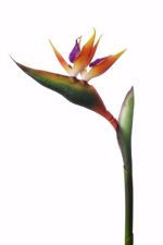 Strelitzia / pasarea paradisului artificiala portocaliu-mov  - 80 cm