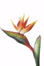 Strelitzia / pasarea paradisului artificiala portocaliu-mov  - 80 cm