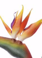 Strelitzia / pasarea paradisului artificiala portocaliu-mov  - 80 cm