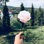 Trandafir artificial alb-roz - 56 cm