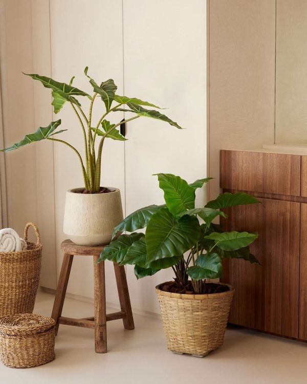 Copac artificial Alocasia frydek cu 7 frunze - 100 cm