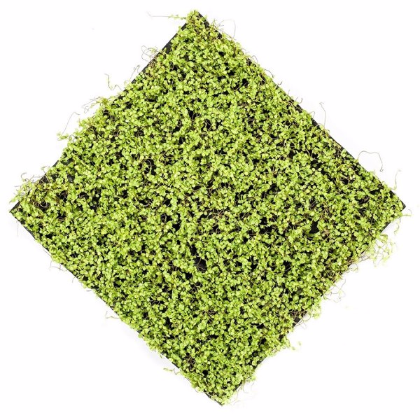 Covor artificial Soleirolia verde deschis - 50x50 cm