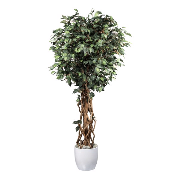 Ficus artificial Benjamina cu trunchi natural - 180 cm