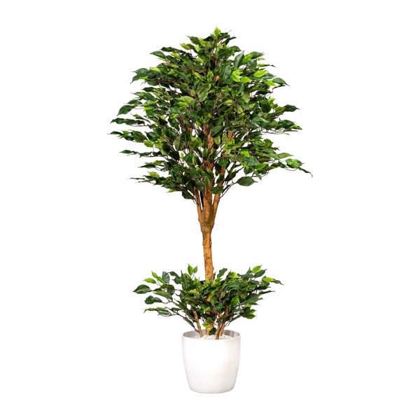 Ficus artificial Benjamina cu trunchi natural UV - 150 cm