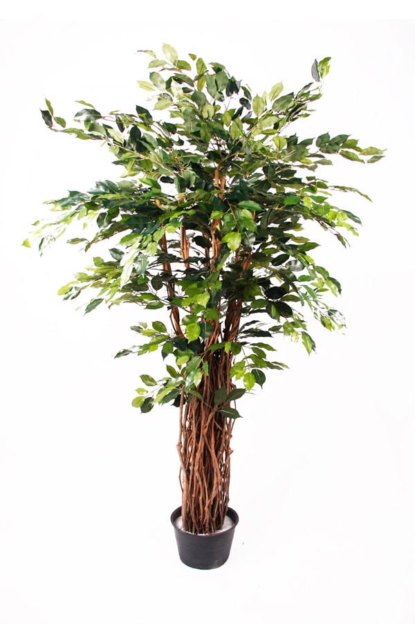 Ficus artificial Benjamina Liana Deluxe - 175 cm 