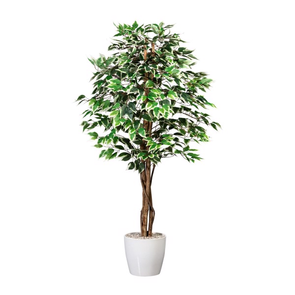Ficus artificial Benjamina verde-crem cu trunchi natural - 150 cm