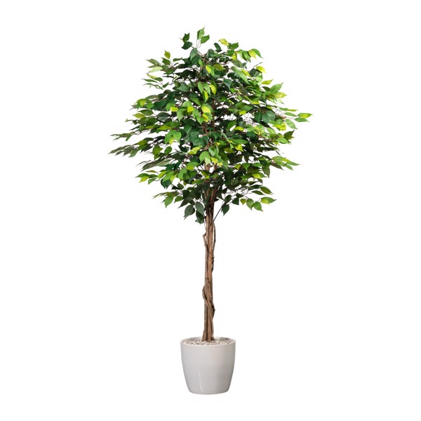 Ficus artificial Benjamina verde cu trunchi natural - 180 cm