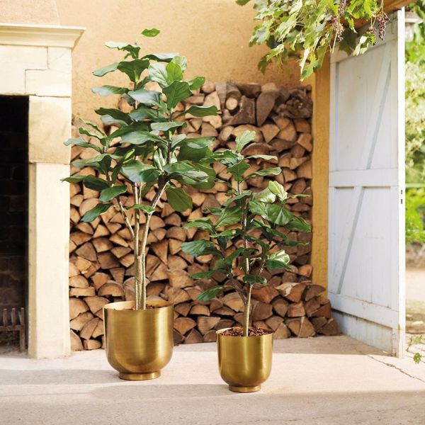 Ficus artificial Lyrata in ghiveci - 150 cm