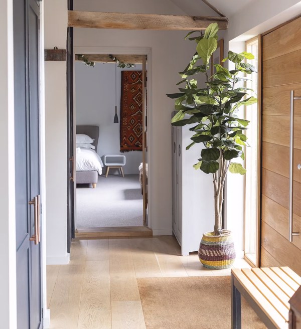 Ficus artificial Lyrata in ghiveci - 210 cm