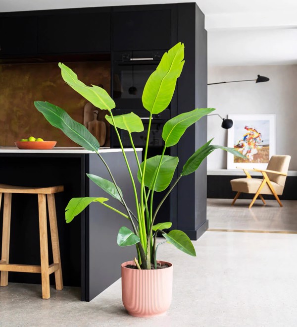 Planta artificiala Strelitzia Nicolai in ghiveci - 150 cm