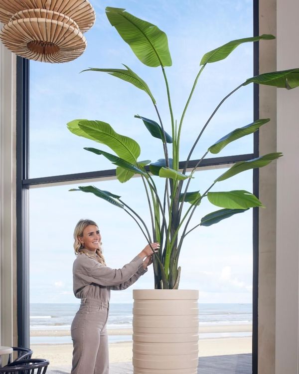 Planta artificiala Strelitzia Nicolai in ghiveci - 235 cm