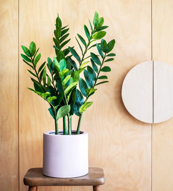 Planta artificiala Zamioculcas in ghiveci - 70 cm