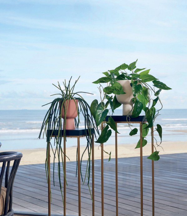 Planta curgatoare Philodendron scandens in ghiveci - 80 cm