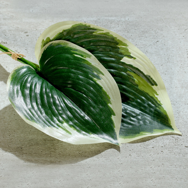 Set x2 frunze artificiale Hosta/ crinul de toamna verde-crem - 36 cm