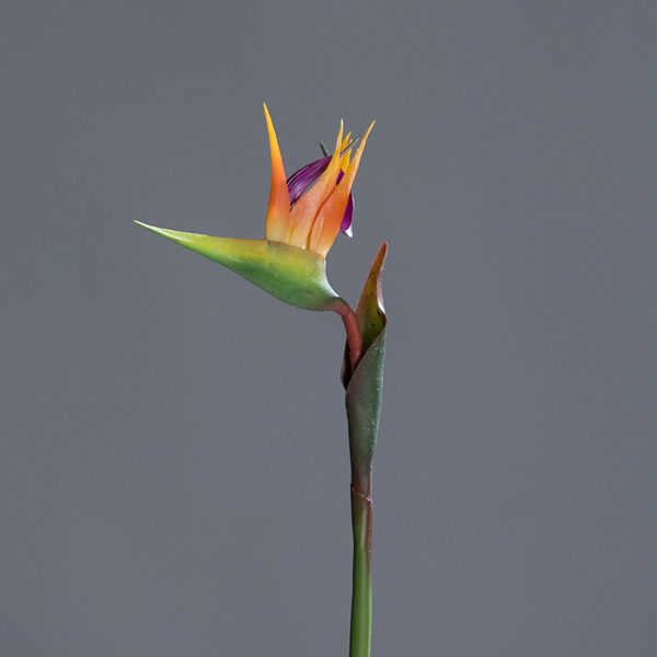 Strelitzia / pasarea paradisului artificiala portocaliu-mov - 62 cm